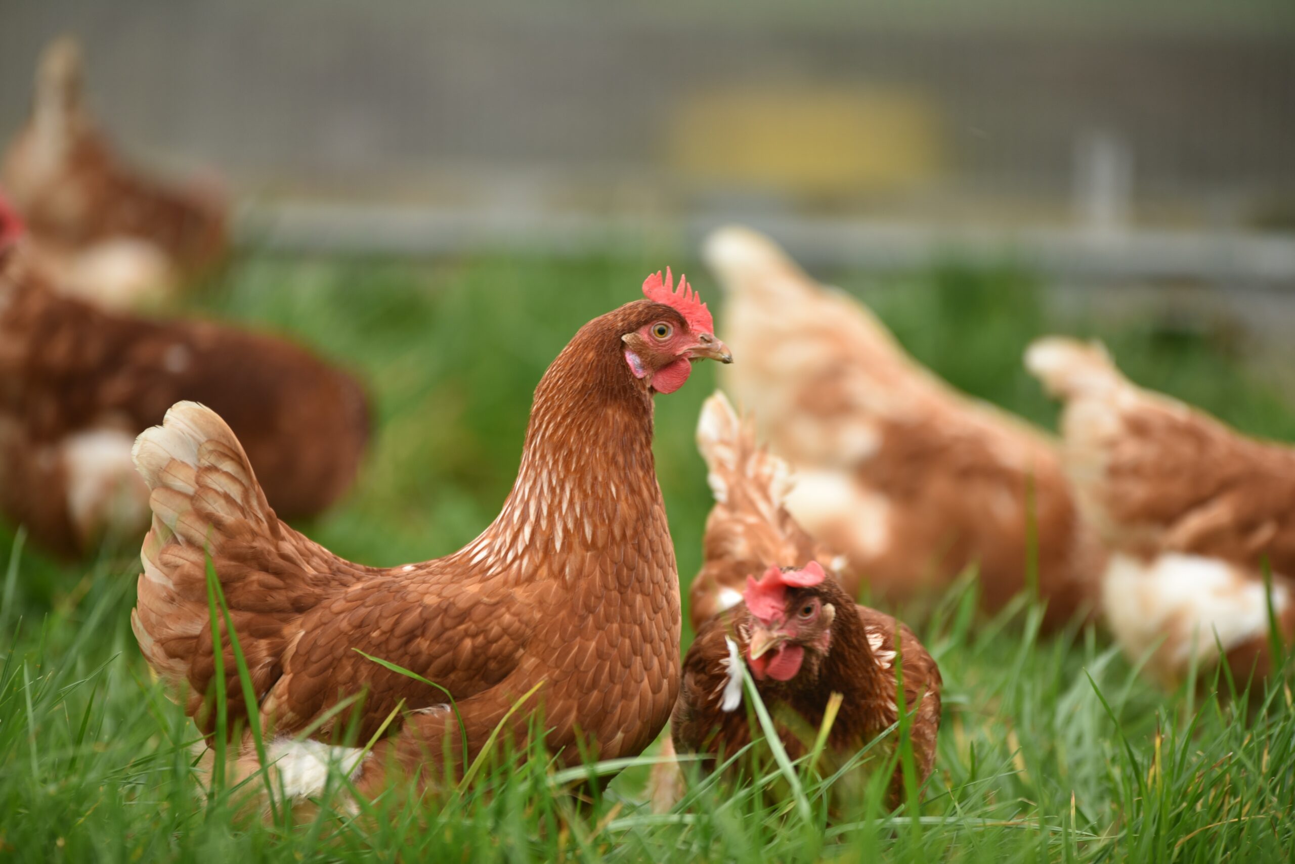 Qu’est-ce que l’agrivoltaïsme ?